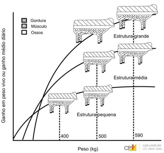 A estrutura corporal dos animais também pode influenciar a engorda, principalmente, quando se utiliza o cruzamento industrial