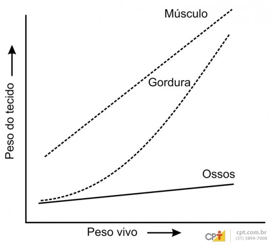 O ganho de peso do animal se dá pelo acréscimo de gordura, tecido ósseo e massa muscular