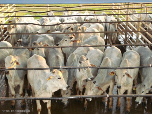 Gado de corte - engorda em confinamento O curral de confinamento, local onde os bovinos ficam alojados, deverá estar localizado o mais próximo possível do local de armazenamento do alimento