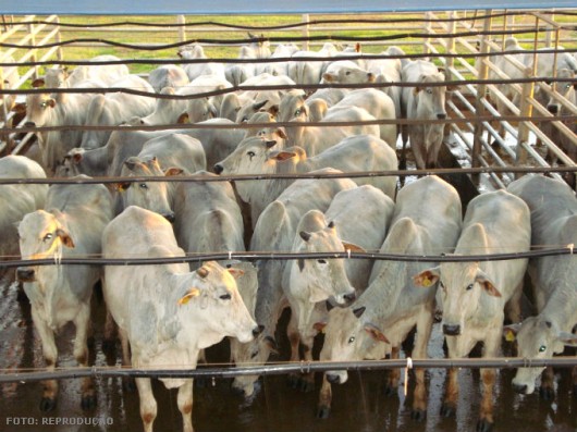 O curral de confinamento, local onde os bovinos ficam alojados, deverá estar localizado o mais próximo possível do local de armazenamento do alimento 