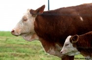 BOI TRANSGÊNICO A transgenia, pode-se afirmar que ela vai muito além da clonagem, já que objetiva a produção de proteínas recombinantes