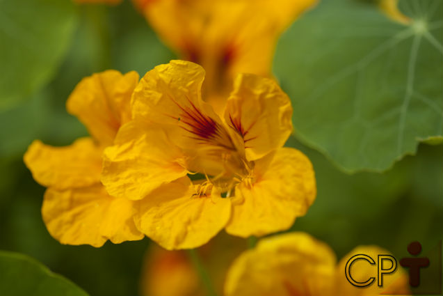 Horta - como plantar Capuchinha (Tropaeolum majus)   Artigos Cursos CPT