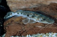 Peixe de água doce Jurupoca. Peixe de água doce Jurupoca.
