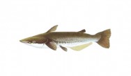 Peixe de água doce Mandubé. Peixe de água doce Mandubé.