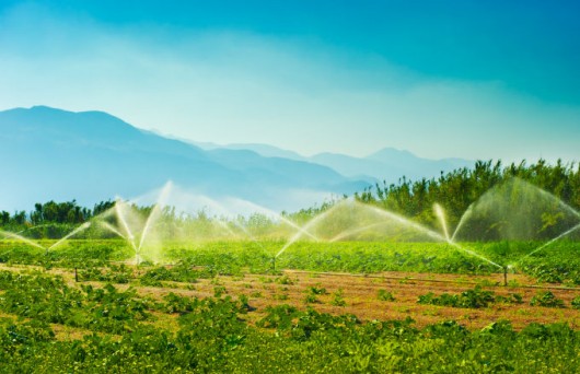 plantação de árvores frutíferas