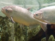 Matrixã Peixes de água doce do Brasil: Matrinxã (Brycon cephalus) | Cursos a ...