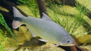 Peixe de água doce Piracanjuba. Peixe de água doce Piracanjuba.