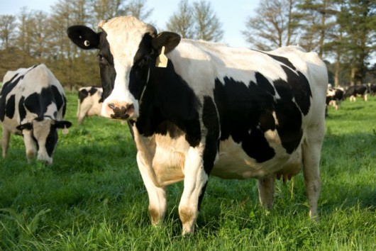 O diagnóstico de gestação nada mais é que a confirmação ou não da gestação, em todas as novilhas e vacas que participaram da inseminação O diagnóstico de gestação nada mais é que a confirmação ou não da gestação, em todas as novilhas e vacas que participaram da inseminação