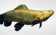 Peixe de água doce Trairão. Peixe de água doce Trairão.