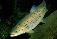 Peixe de água doce Truta Comum. Peixe de água doce Truta Comum.