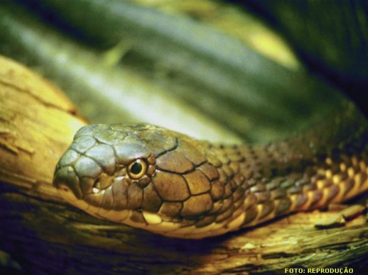primeiros socorros Se possível, o ideal é olhar bem para a serpente, para poder fazer uma descrição precisa ao médico