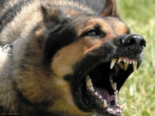 primeiros socorros Em caso de ataque de animal, com mordida, procure atendimento médico com urgência
