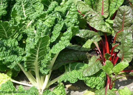 horta A acelga (Beta vulgaris cicla) é uma planta bianual, sem fruto comestível