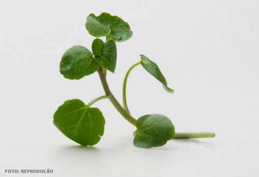 horta De folhas pequenas e verde-escuras, a hortaliça é uma excelente opção para enriquecer saladas