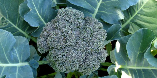 Horta - Como plantar Brócolis (Brassica oleracea) Horta - Como plantar Brócolis (Brassica oleracea)