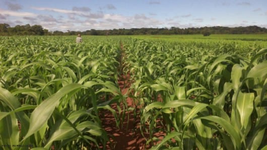 Cana-de-açúcar - Clima. Cana-de-açúcar - Clima.
