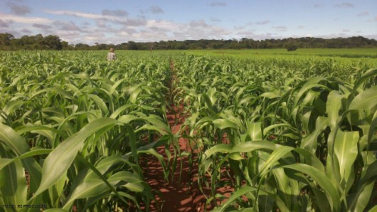 Cana-de-açúcar - Clima.