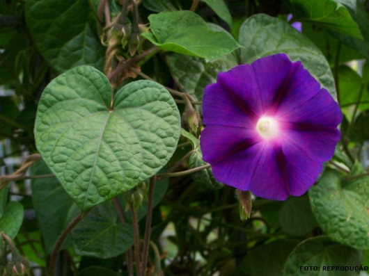 Cana-de-açúcar - Manejo Integrado de Plantas Daninhas