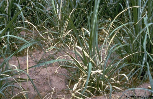 Cana-de-açúcar - Doenças Causadas por Bactérias