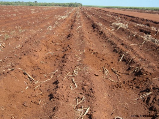 Cana-de-açúcar - Cultivo Mínimo