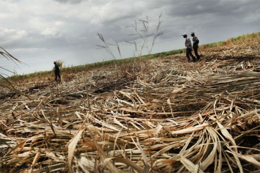 Cana-de-açúcar - Plantio Direto Cana-de-açúcar - Plantio Direto