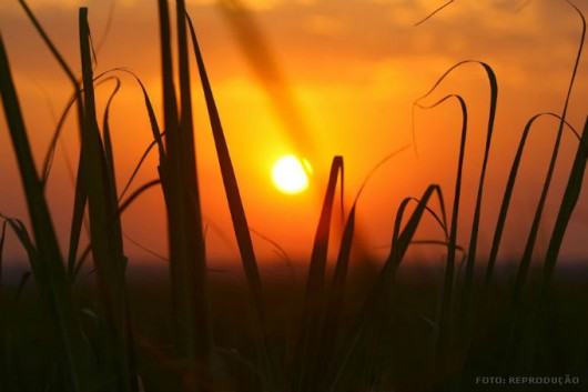 Cana-de-Açúcar - Características Agroclimáticas Cana-de-Açúcar - Características Agroclimáticas