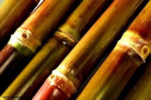 Cana-de-Açúcar - Maturação Cana-de-Açúcar - Maturação