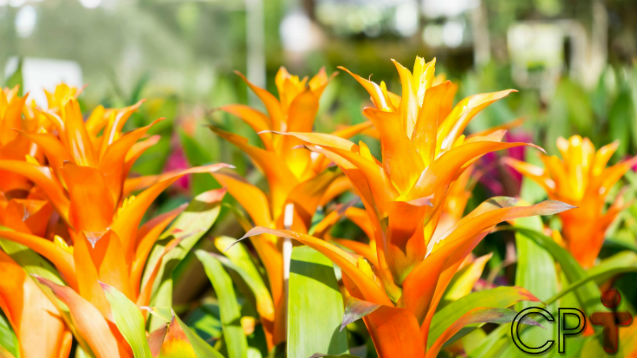 Cultivo de Bromélias - propagação por mudas Artigos Cursos CPT Cultivo de Bromélias - propagação por mudas Artigos Cursos CPT