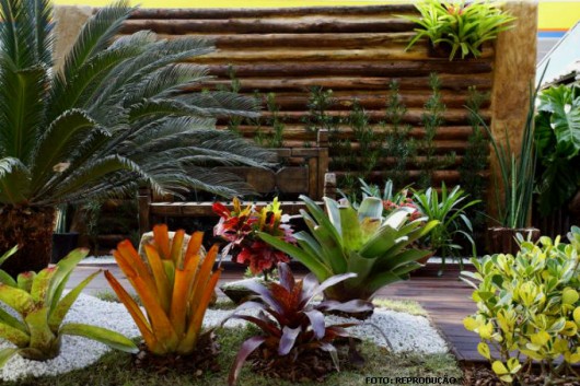Cultivo de Bromélias - dez mandamentos do bromeliófilo Cultivo de Bromélias - dez mandamentos do bromeliófilo