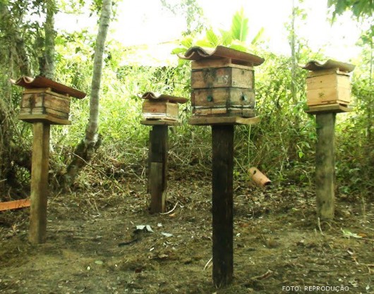Abelhas sem ferrão - requisitos ideais para a criação Abelhas sem ferrão - requisitos ideais para a criação