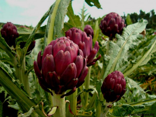 Horta - como plantar Alcachofra (Cynara cardunculus subsp scolymus) Horta - como plantar Alcachofra (Cynara cardunculus subsp scolymus)