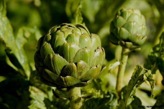 Horta - como plantar Alcachofra (Cynara cardunculus subsp scolymus) Horta - como plantar Alcachofra (Cynara cardunculus subsp scolymus)