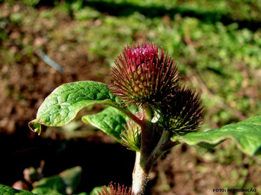 Horta - como plantar Bardana (Arctium lappa) Horta - como plantar Bardana (Arctium lappa)