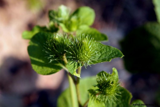 Horta - como plantar Bardana (Arctium lappa) Horta - como plantar Bardana (Arctium lappa)