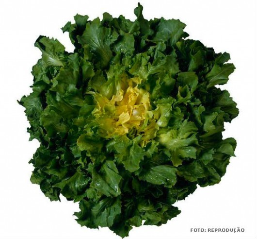 Horta - como plantar Chicória (Cichorium endivia) Horta - como plantar Chicória (Cichorium endivia)