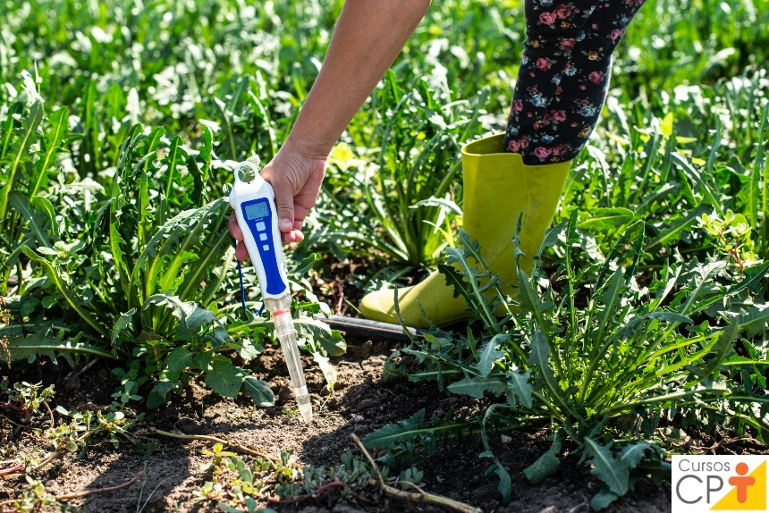 Horta: como plantar Chicória (Cichorium endivia)   Artigos CPT