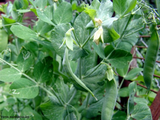 Horta - como plantar Ervilha (Pisum sativum) Horta - como plantar Ervilha (Pisum sativum)