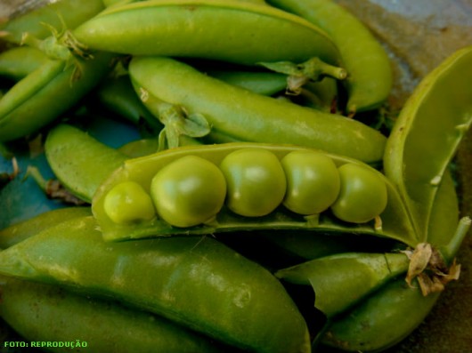 Horta - como plantar Ervilha (Pisum sativum) Horta - como plantar Ervilha (Pisum sativum)