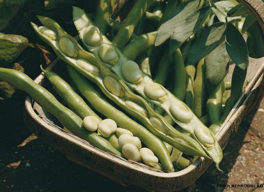 Horta - como plantar Fava (Vicia faba) Horta - como plantar Fava (Vicia faba)
