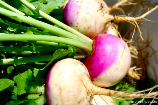 Horta - como plantar Nabo (Brassica rapa L.) Horta - como plantar Nabo (Brassica rapa L.)