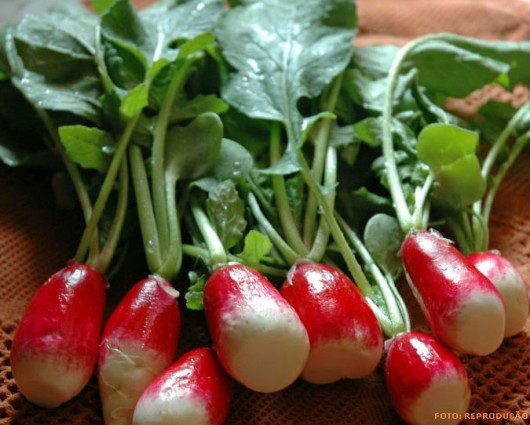 Horta - como plantar Rabanete (Raphanus sativus) Horta - como plantar Rabanete (Raphanus sativus)