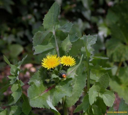 Horta - como plantar Serralha (Sonchus oleraceus) Horta - como plantar Serralha (Sonchus oleraceus)