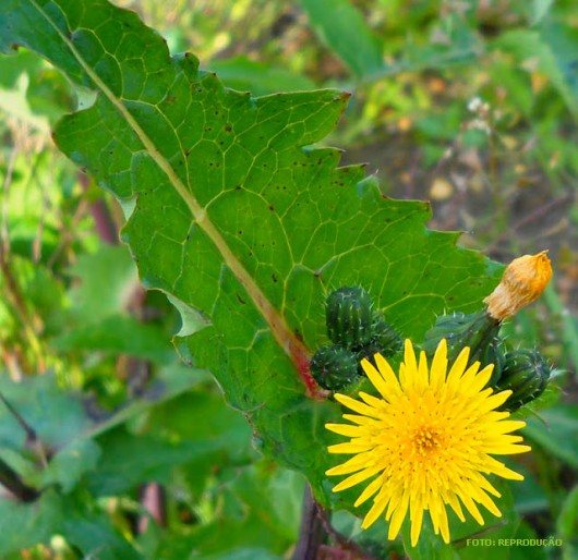 Horta - como plantar Serralha (Sonchus oleraceus) Horta - como plantar Serralha (Sonchus oleraceus)