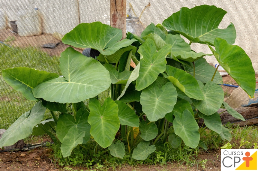 Horta: como plantar Taioba (Xanthosoma sagittifolium) Horta: como plantar Taioba (Xanthosoma sagittifolium)
