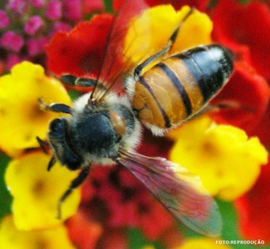 Abelhas com ferrão - origem da Apis mellifera e mecanismo de defesa Abelhas com ferrão - origem da Apis mellifera e mecanismo de defesa