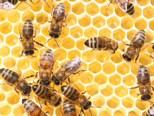 Abelhas com ferrão - como as Apis mellifera se comunicam Abelhas com ferrão - como as Apis mellifera se comunicam