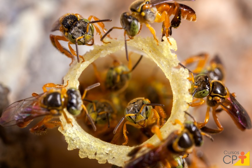 Abelhas sem ferrão: Marmelada Amarela (Frieseomelitta varia) Artigos CPT Abelhas sem ferrão: Marmelada Amarela (Frieseomelitta varia) Artigos CPT