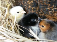 Engana-se quem avalia a criação de frango e de galinha caipira como uma atividade condenada ao prejuízo Engana-se quem avalia a criação de frango e de galinha caipira como uma atividade condenada ao prejuízo