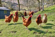 Pequenos e médios produtores estão se dedicando à atividade de produção de alimentos alternativos, como a galinha caipira Pequenos e médios produtores estão se dedicando à atividade de produção de alimentos alternativos, como a galinha caipira