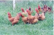 Galinha Caipira - aves melhoradas - Cursos CPT A galinha caipira passou a ser mais produtiva com a utilização de linhagens de aves melhoradas.